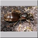 Lasius cf niger - Schwarzgraue Wegameise 07 10mm - Koenigin.jpg